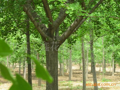 【图】九江银杏树基地新余银杏树价格_c2p工业互联网
