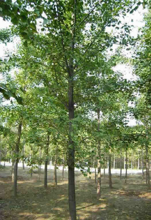 湖南37公分银杏树产地生产基地